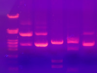 electrophoresis-gel.jpg