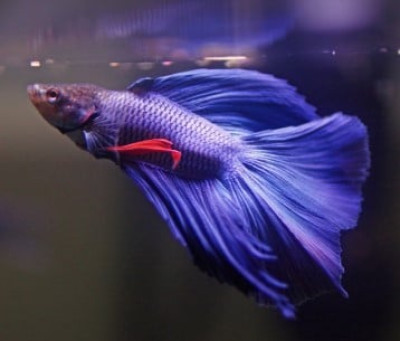 why-is-my-betta-fish-not-eating.jpg